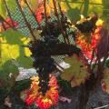 hob grapes 1